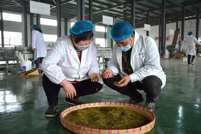 興仁 春茶飄香季，茶園開采忙