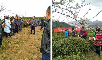 貴定縣舉辦茶葉采摘加工培訓，科技賦能茶產業提質增效