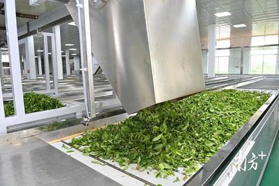 春滿紅土，茶香飄溢——湛江農墾三千畝春茶喜迎開采與加工